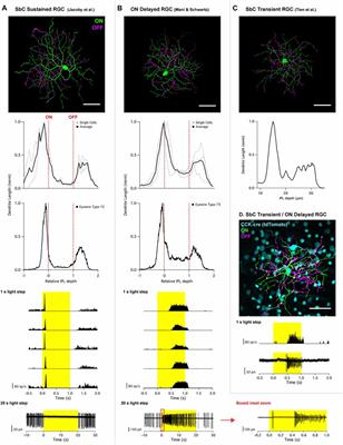 Typology and Circuitry of Suppressed-by-Contrast Retinal Ganglion Cells